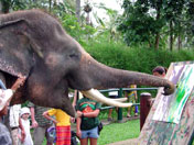 Elephant Painting, Bali Adventure Tours