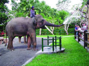 Elephant Park, Bali Adventure Tours