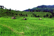 Rice fields - Countryside Trekking with Bali Rafting - The Action Plus