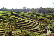 Jati Luwih, Bali Trails 4x4 Jeep Adventure