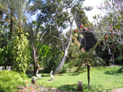 Tropical garden - Bali Bird Park