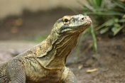 Komodo, Bali Zoo
