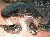 Turtle Island, Mekar Sari Dive and Water Sport