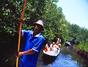 Mangrove tour, Daylight Sensation with Sail Sensations
