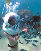 Exotic Fish, Seawalker