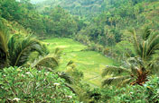 Ayung River Valley View, Cahaya Dewata Resort & Spa