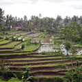 Rice Field, Karangasem