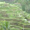 Rice Fields Ceking, Ubud