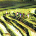 Rice Fields, Tabanan