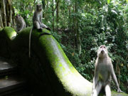 Monkey Forest