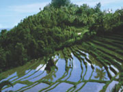 Rice Terraced at Bukit Jambul