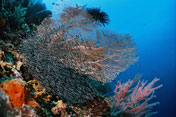 Gili Trawangan