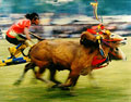 Karapan Sapi (Bull Race) , Madura Island
