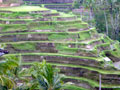 Rice Fields Ceking Ubud